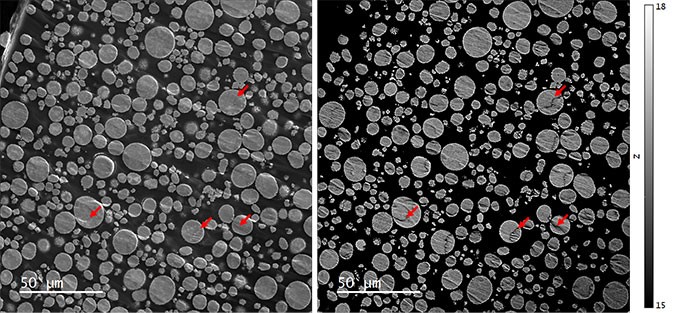 (Left) Secondary electron and (right) quantitative backscattered electron (qBSE) images of an NMC 811 powder embedded in epoxy and cross-sectioned by broad beam argon milling. The intensity scale of the qBSE image has been set to display effective atomic numbers 15 – 18. Red arrows indicate some of the regions unsuitable for analysis by Cipher due to the significant contribution of topography to the qBSE signal.